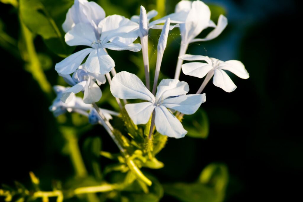 Bluish Flowers Stock Free