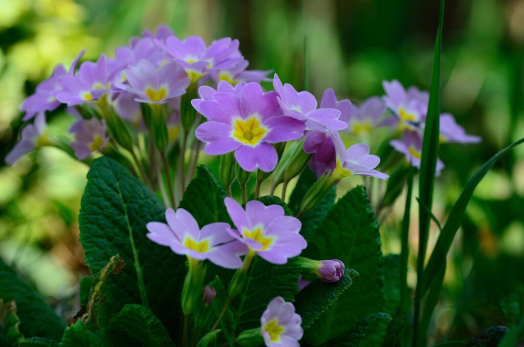 spring flowers in garden Stock Free