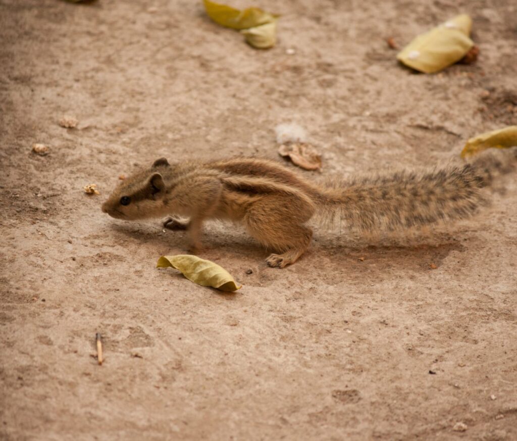 Squirrel Cutie Pie Stock Free