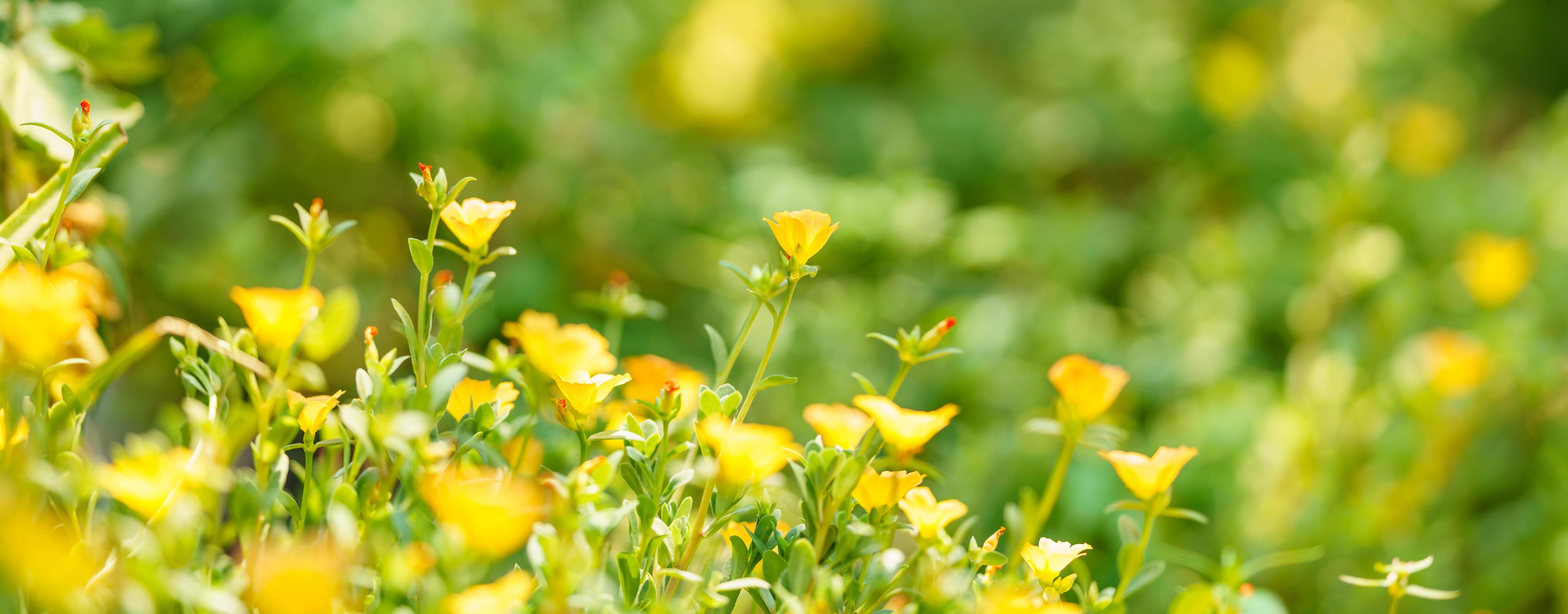 Closeup of yellow flower and green leaf under sunlight with copy space using as background natural plants landscape, ecology wallpaper concept. Stock Free