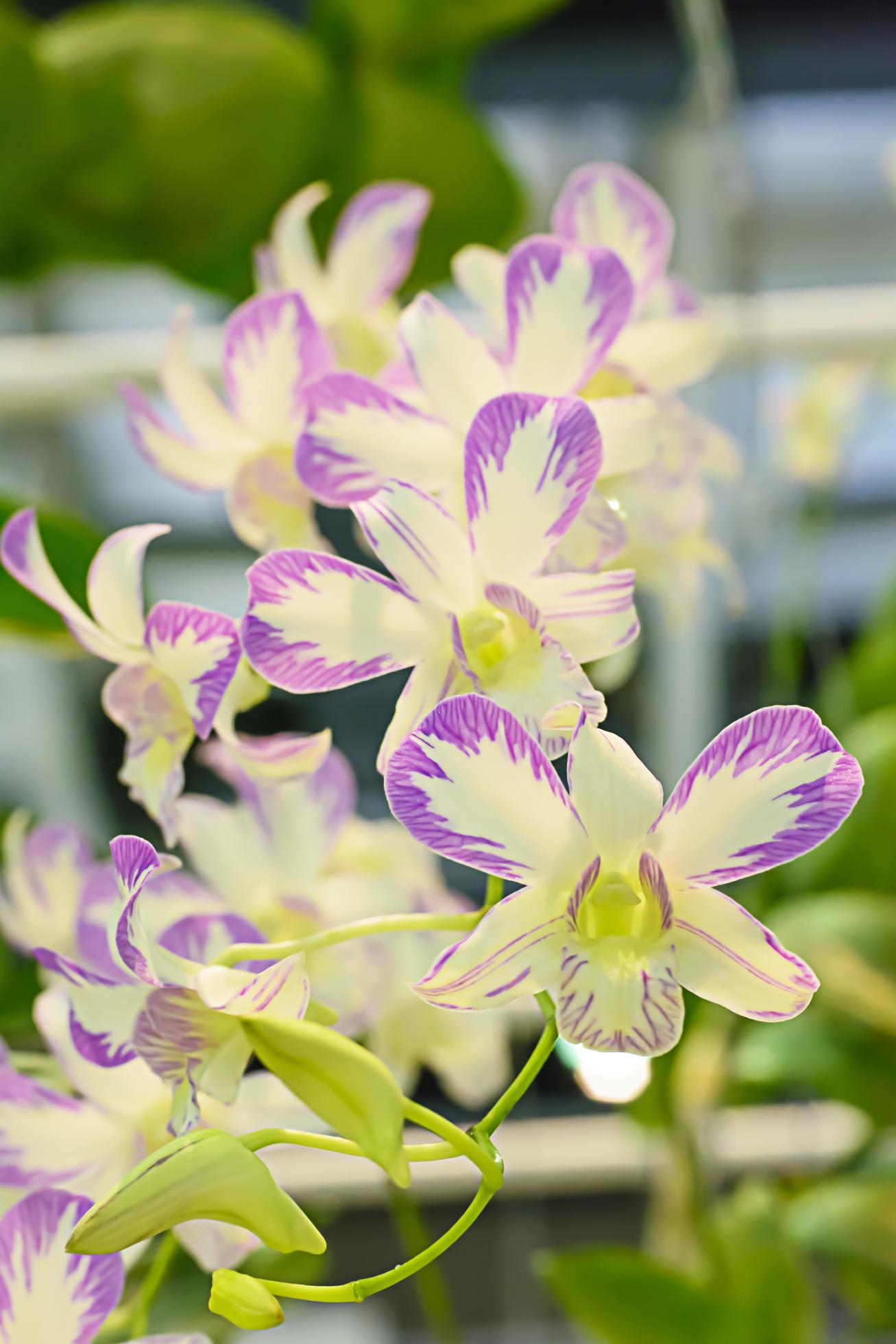 Orchidaceae is a diverse and widespread family of flowering plants, with blooms that are often colourful and often fragrant. Stock Free