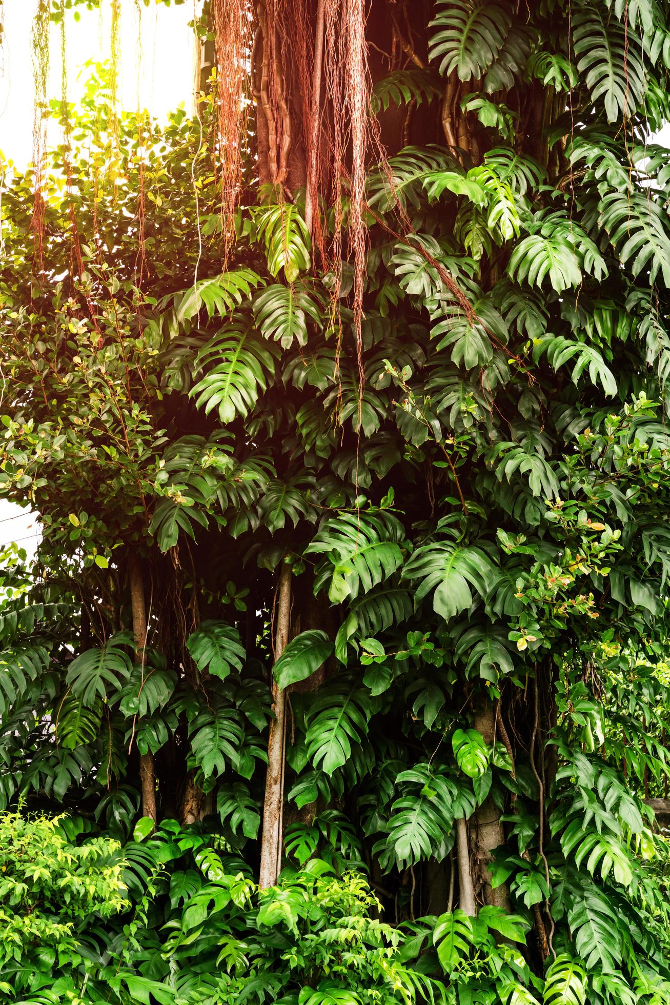 Green leaves pattern,leaf monstera in the forest for nature background Stock Free