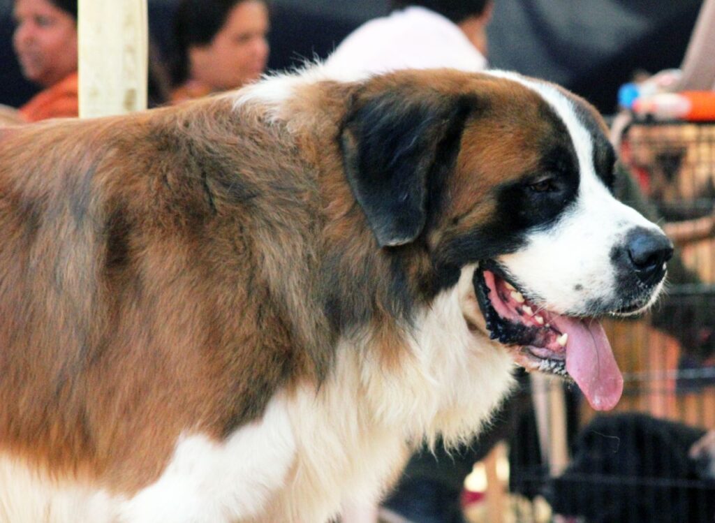 St Bernard Dog Stock Free