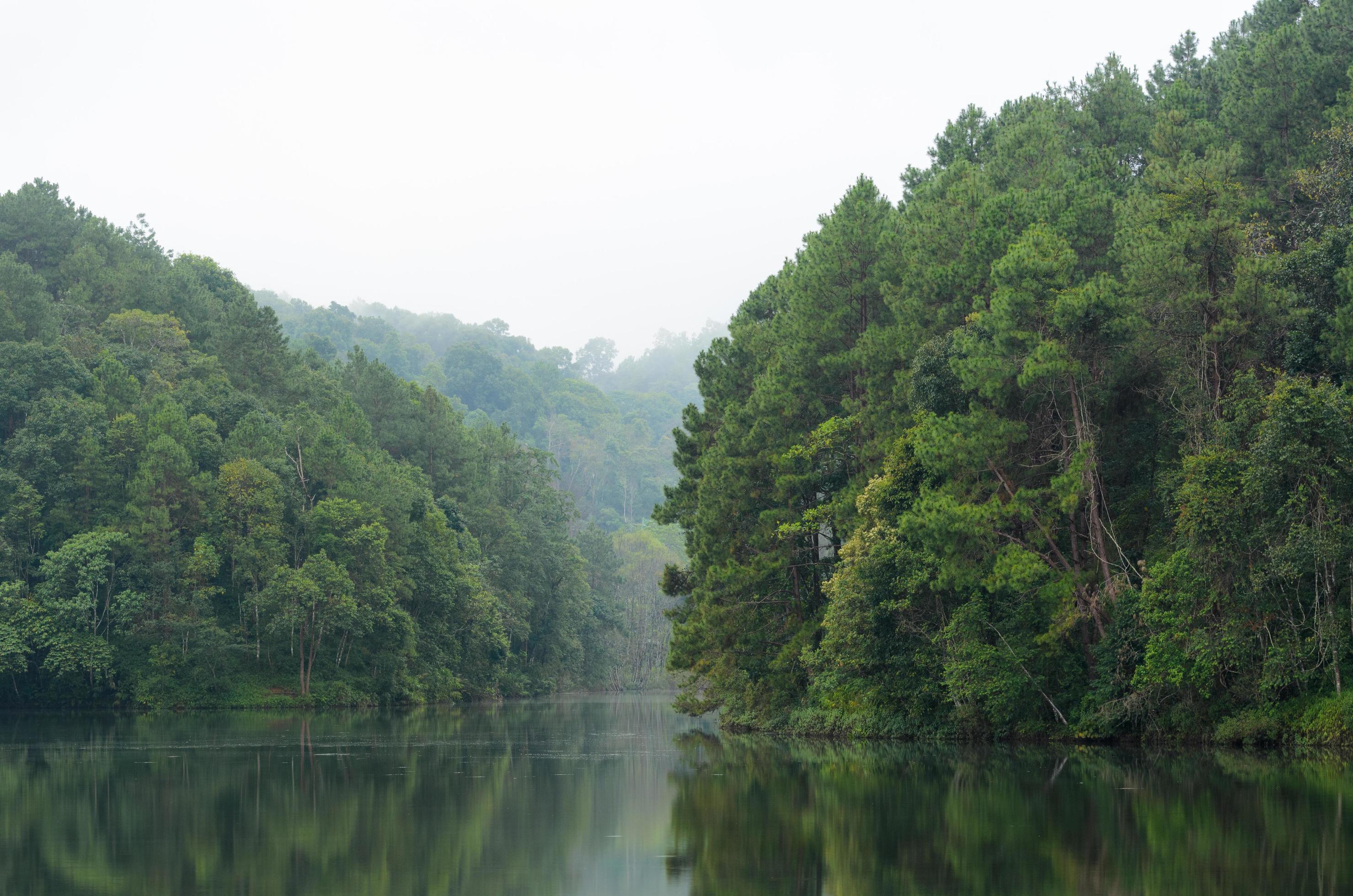 Nature landscape at morning of lakes and pine forests Stock Free