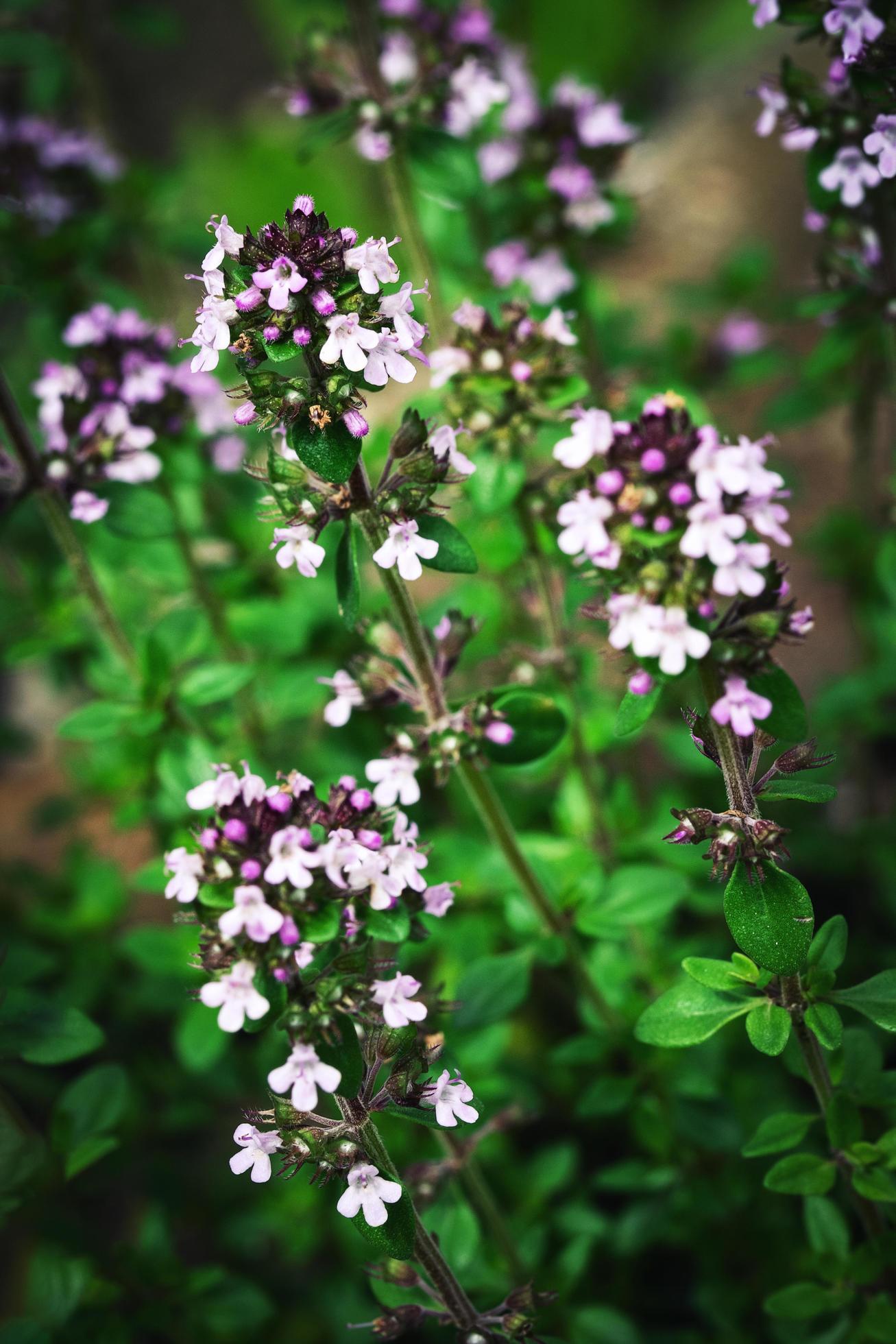 Purple thyme flowers Stock Free