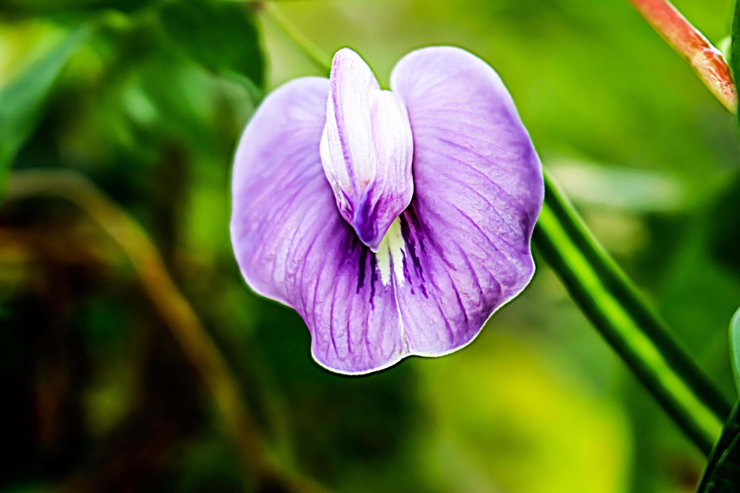 white flower with blur background texture Stock Free