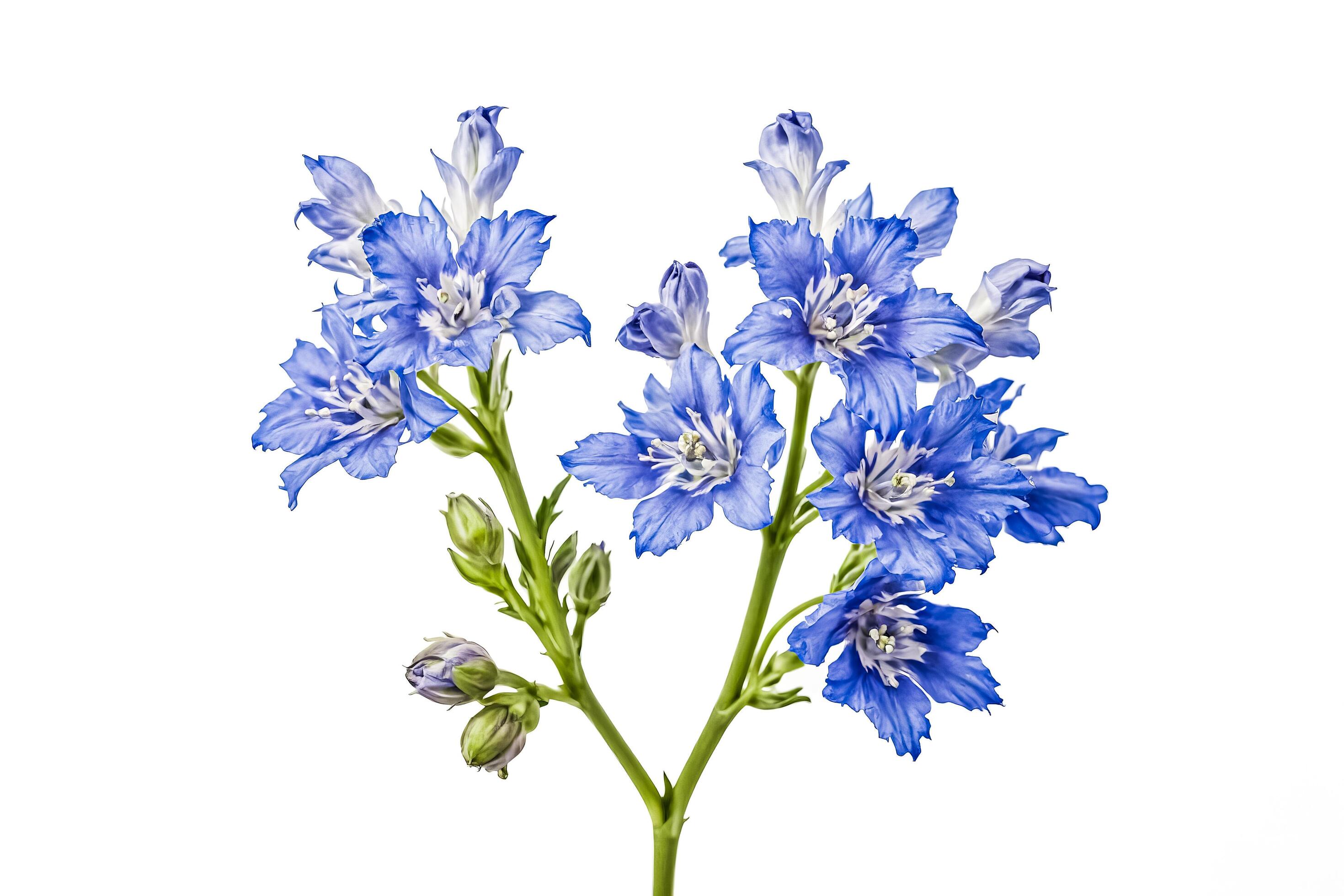 Blue Flowers with Green Stem on White Background Stock Free