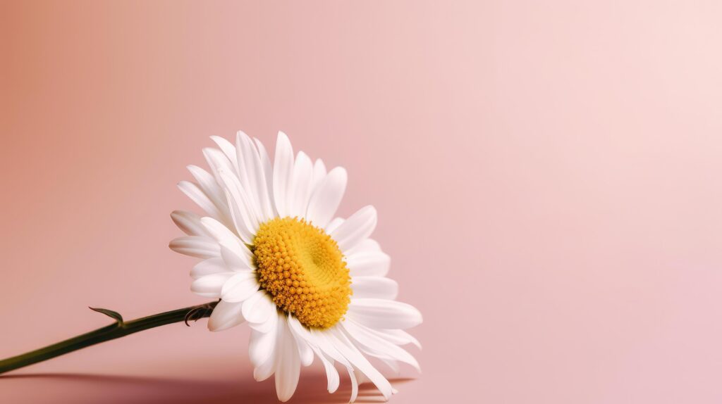 Chamomile flower on pink background. Illustration Stock Free