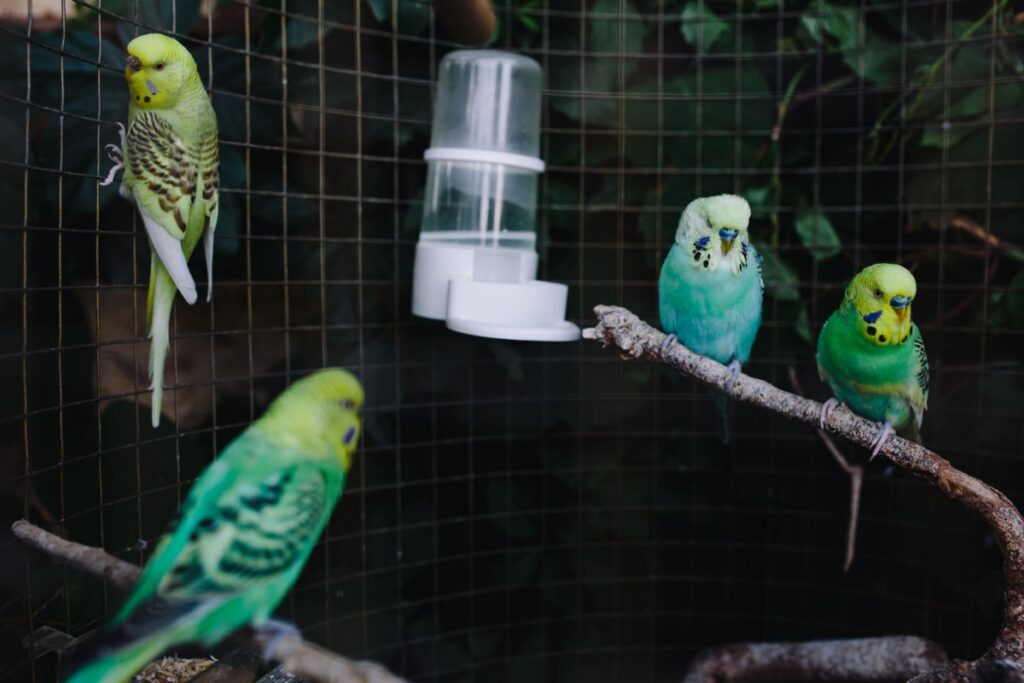 Cute colorful budgies in cage Stock Free