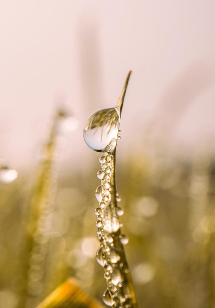 raindrops on the grass in rainy days in autumn season Stock Free