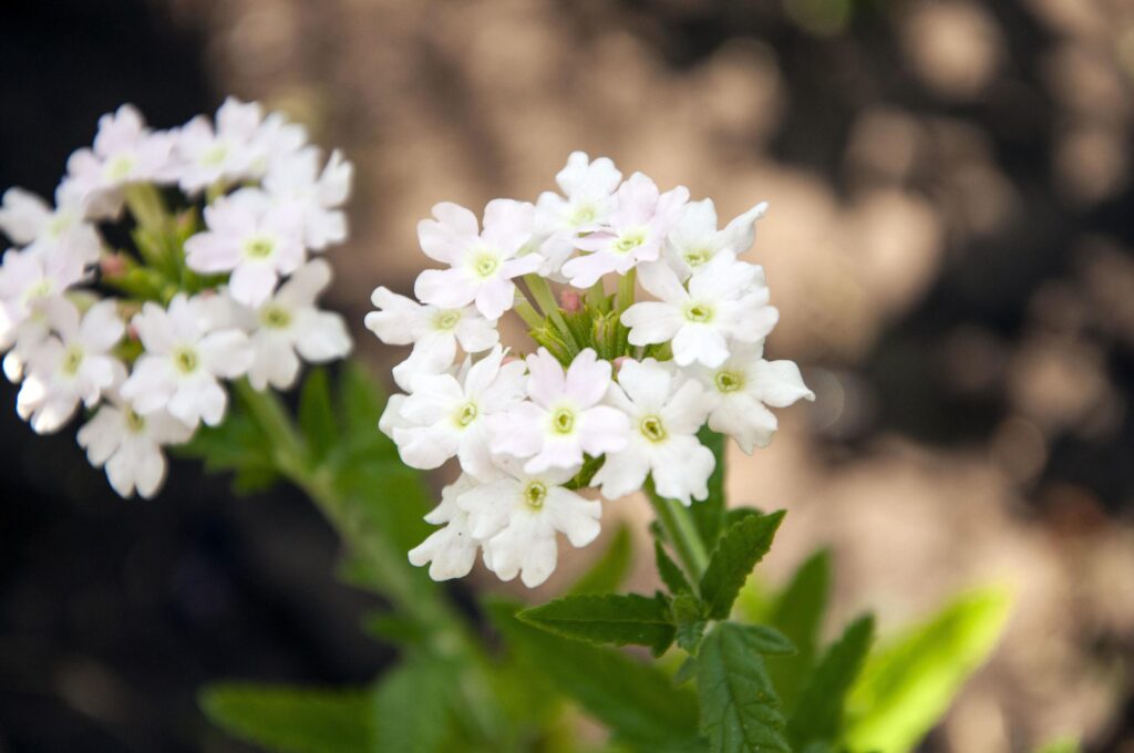 Close up photo of verbena flower plant Stock Free