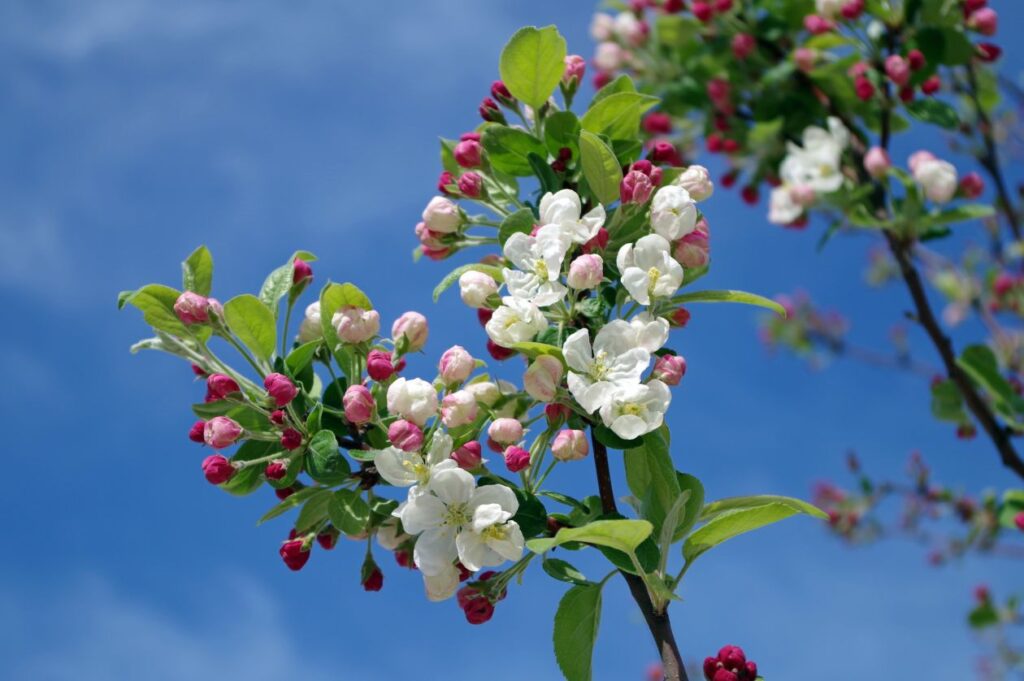 Apple blossom Stock Free