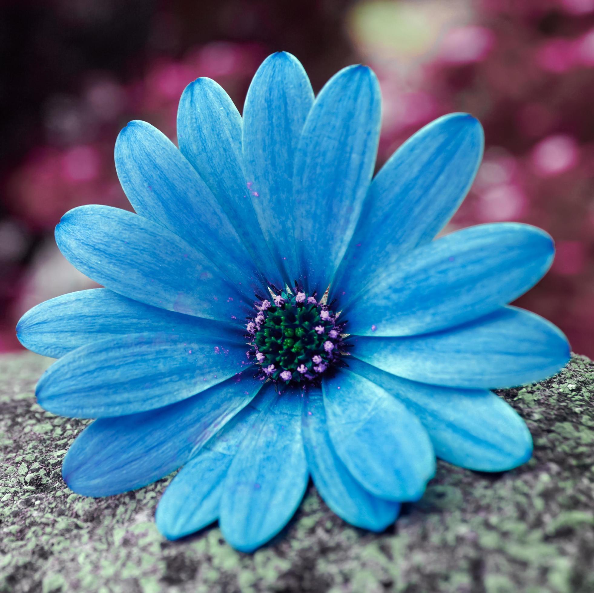 romantic blue flower in springtime Stock Free