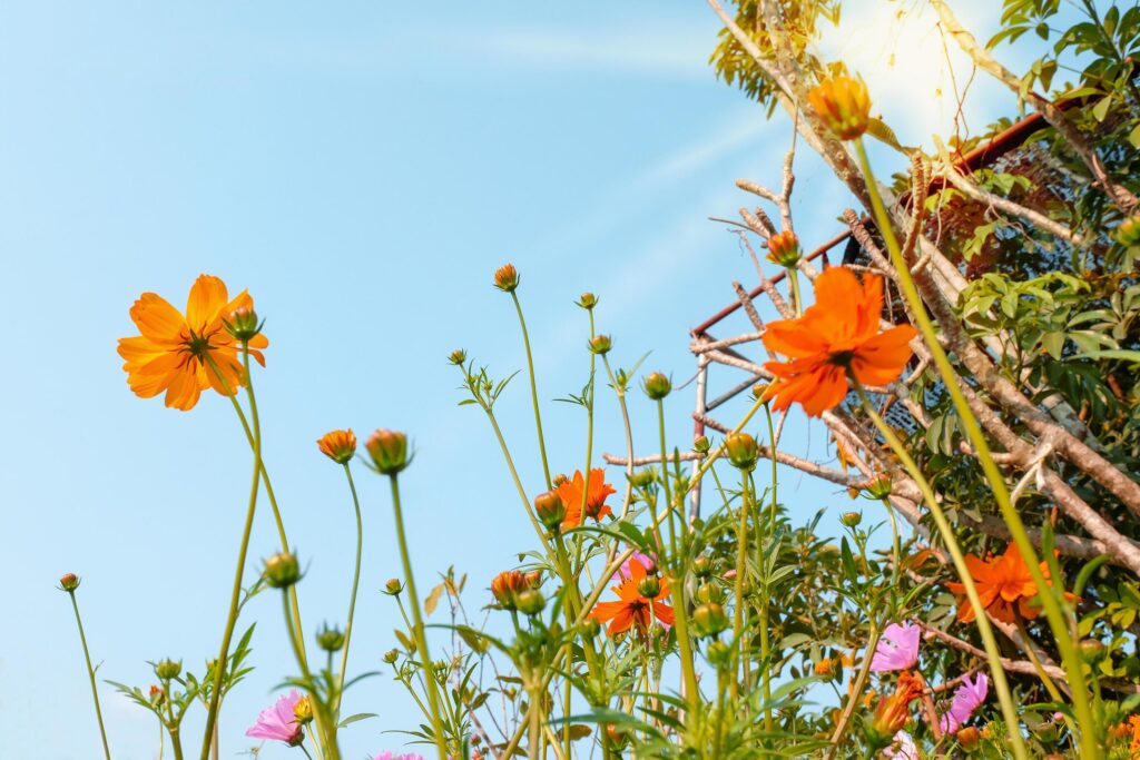 Yellow Cosmos flowers field at out door with blue sky ,nature background. Stock Free