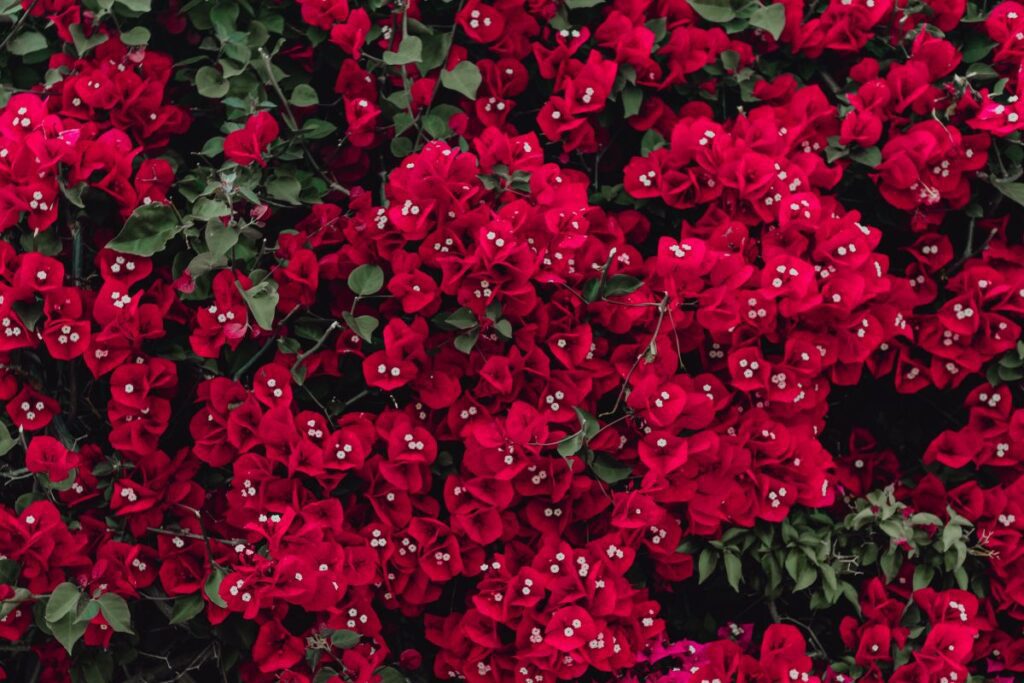 Red flowers of bougainvillea tree, Portugal Stock Free