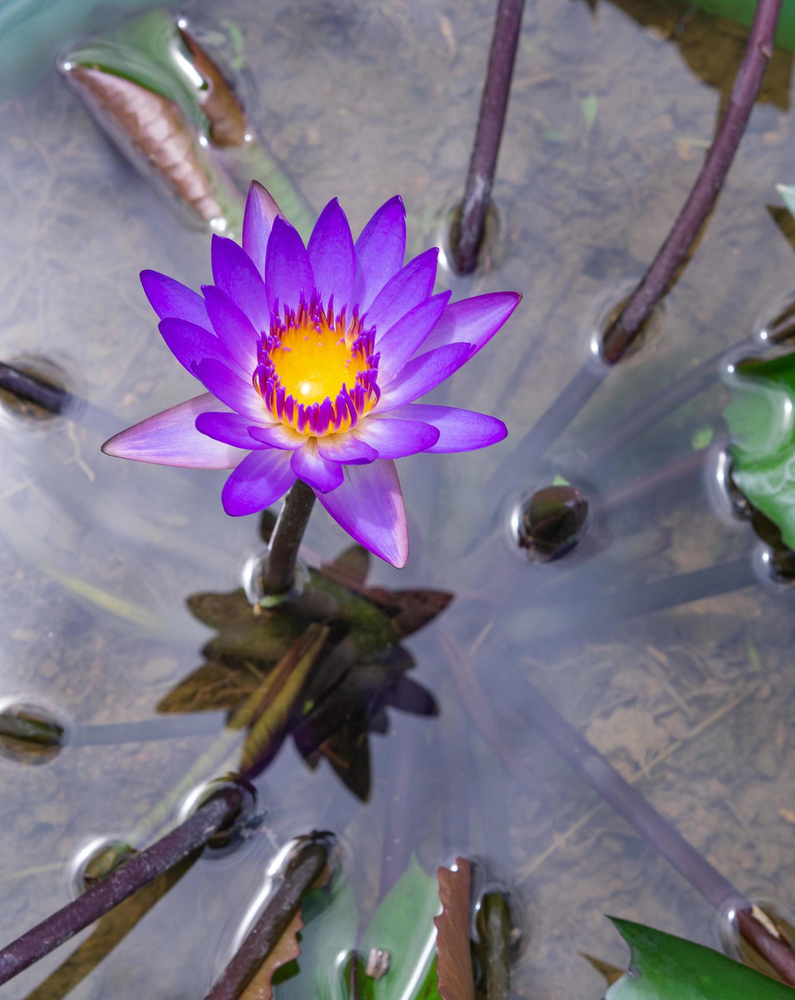 One purple lotus flower is blooming in the pot Stock Free