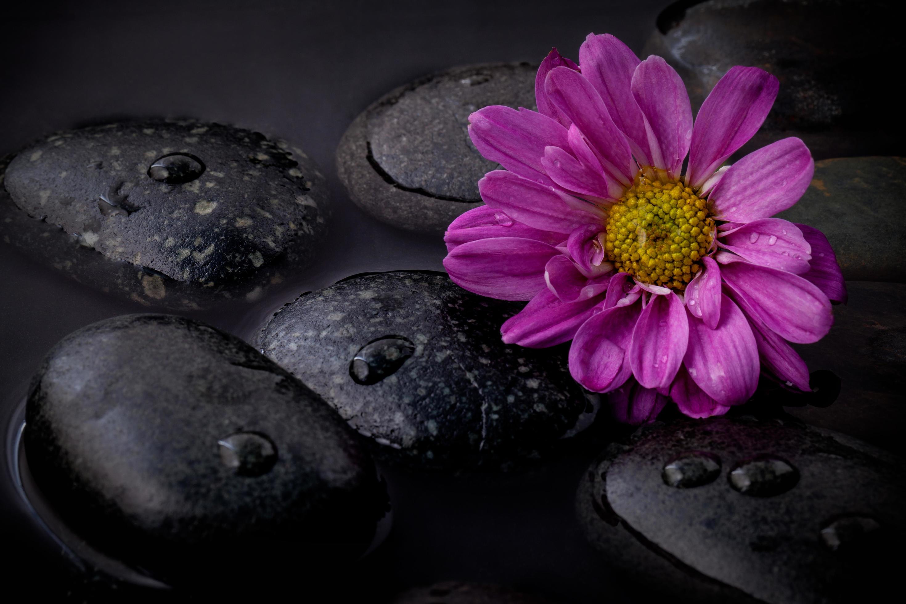 Purple flower on black stones Stock Free