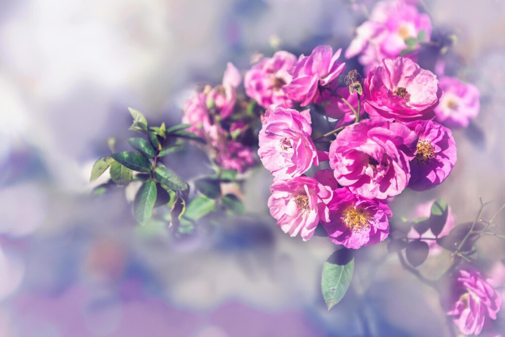 background nature Flower Valentine Pink roses Stock Free