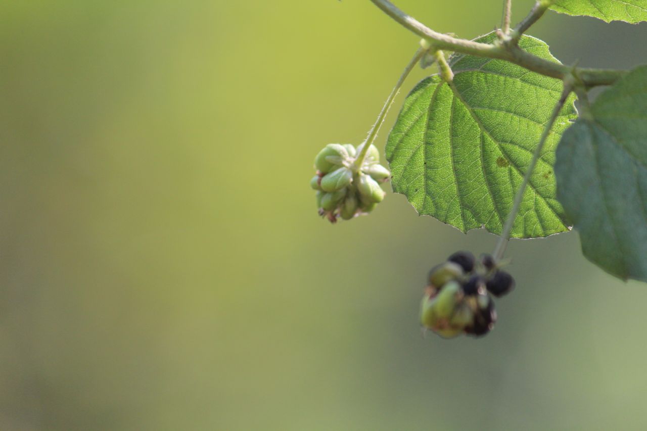 Beautiful Leaf Flower Buds Stock Free