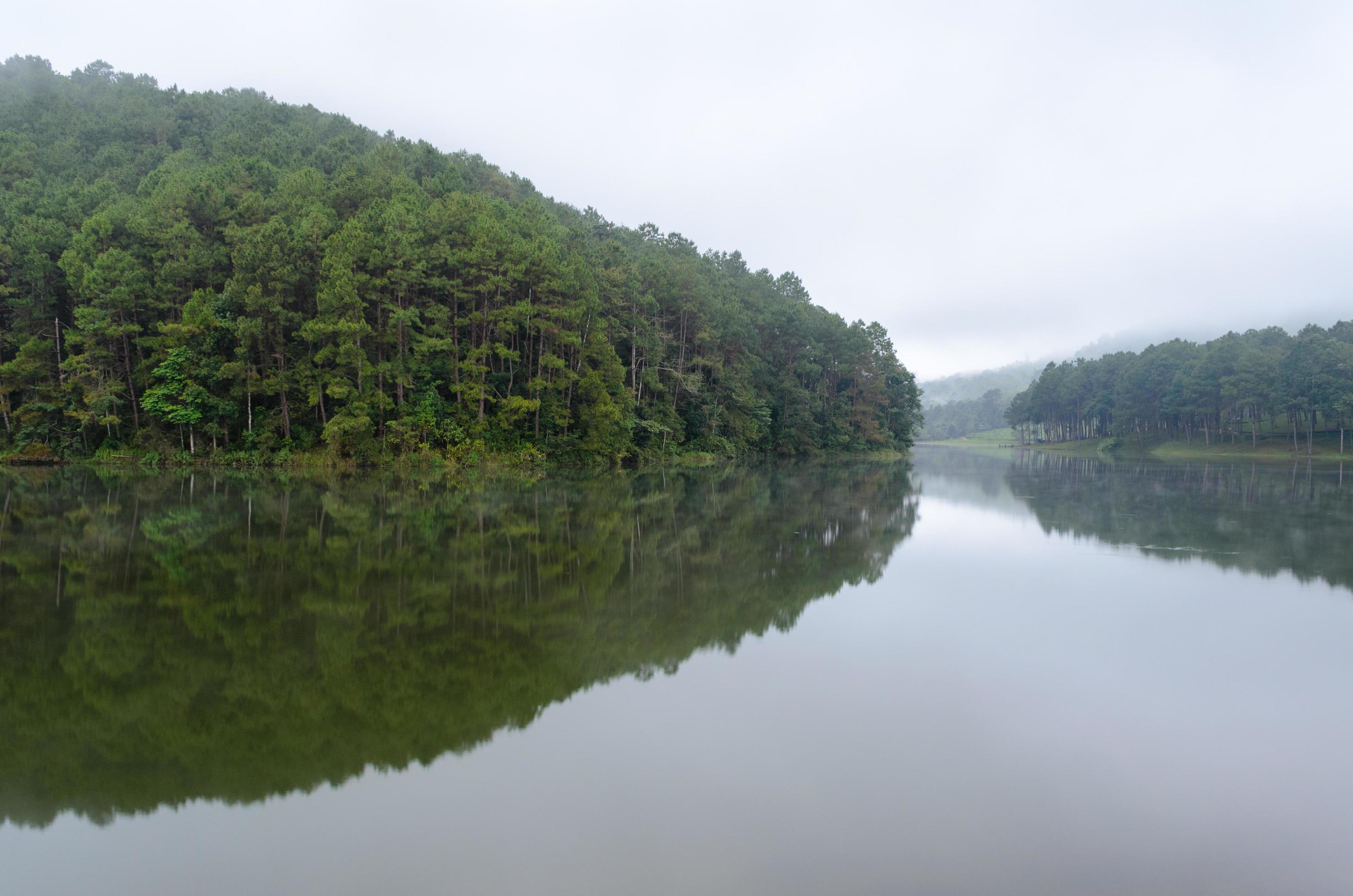 Nature landscape at dawn of lakes and pine forests Stock Free