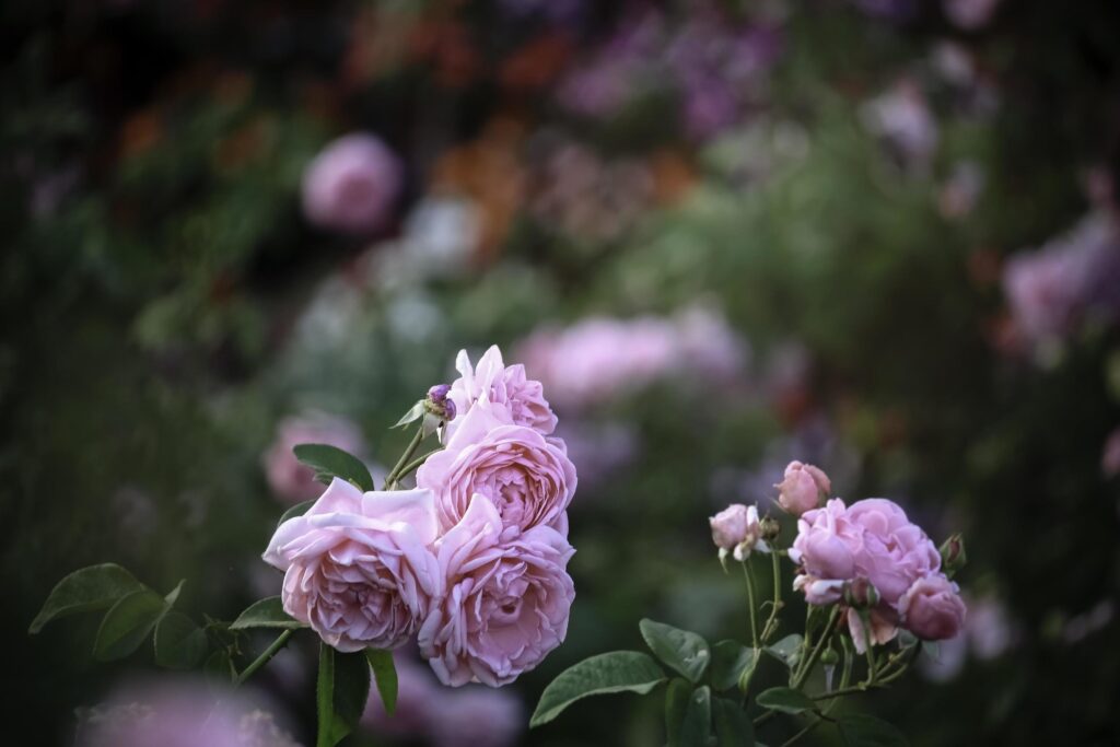 Pink English roses blooming in the summer garden, one of the most fragrant flowers, best smelling, beautiful and romantic flower Stock Free