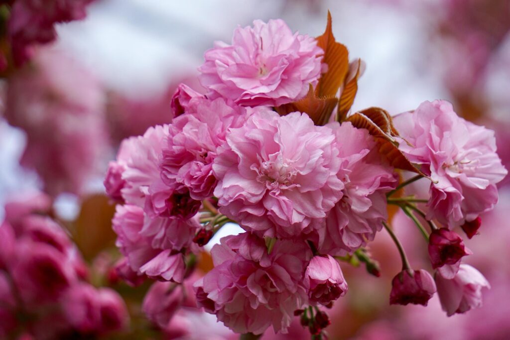 Beautiful pink flower plant in the garden in springtime Stock Free