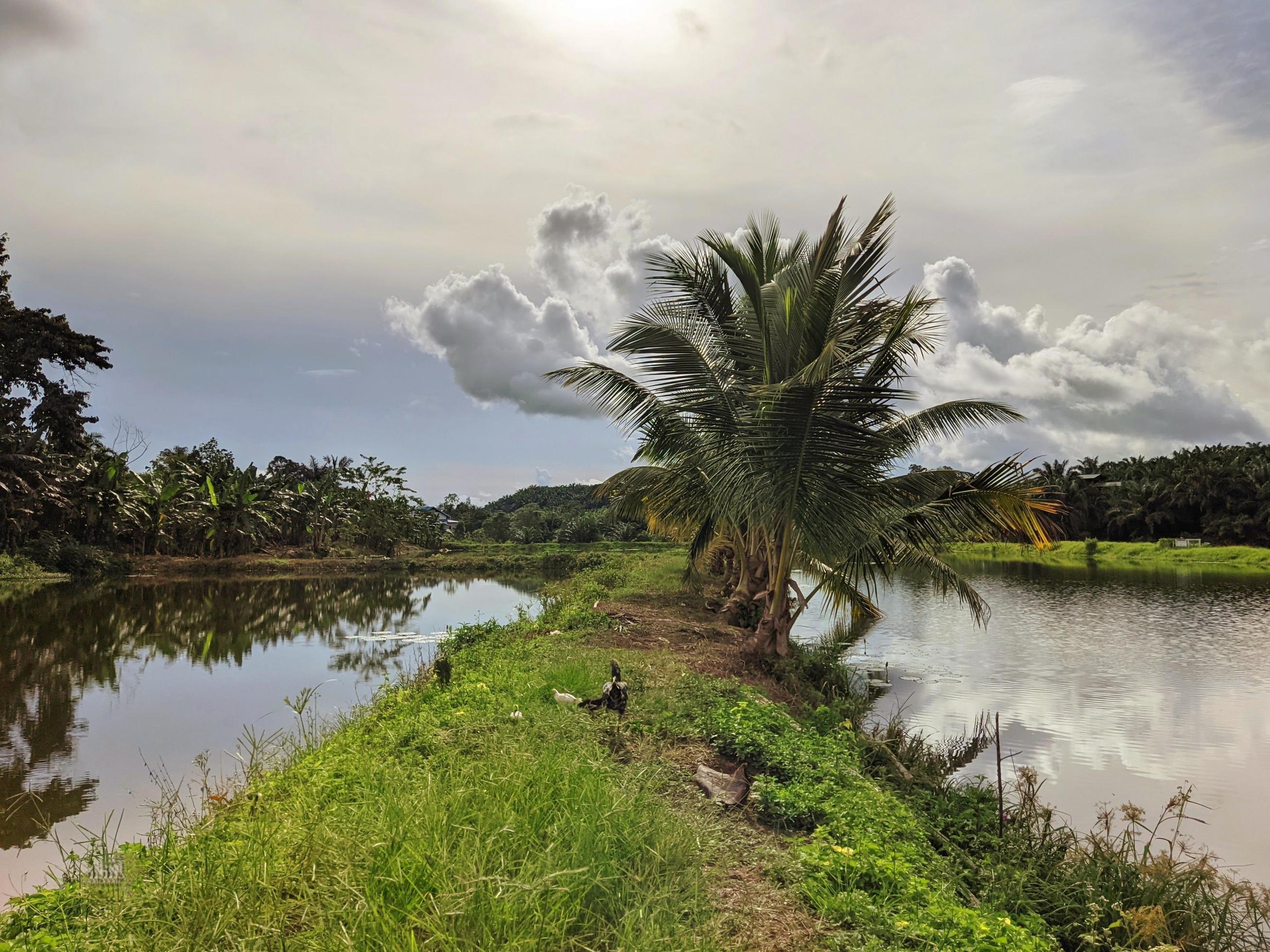 green landscape and pond in rural nature Stock Free