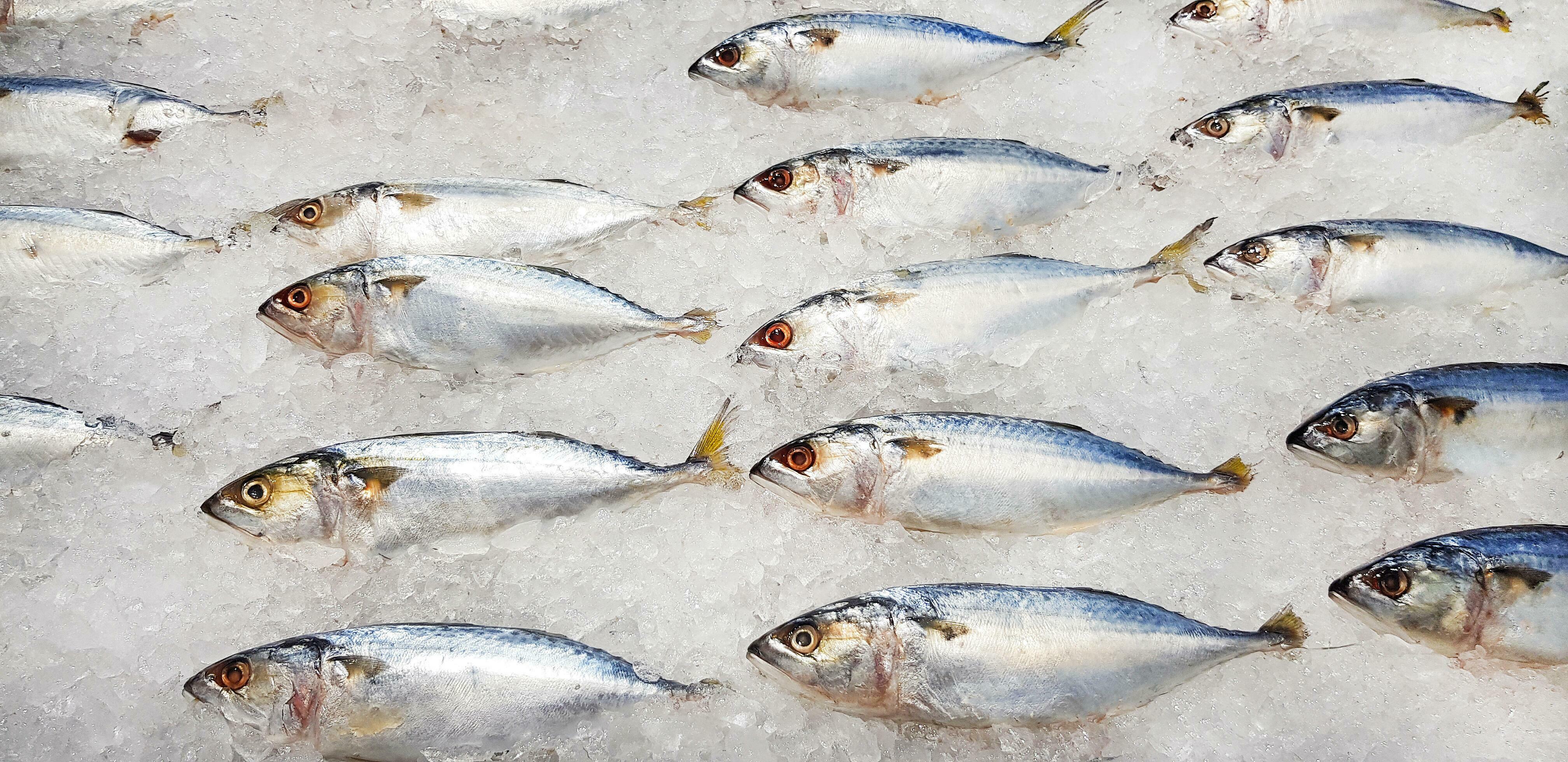 Many fresh mackerel fish on ice with copy space for sale at seafood market or supermarket. Group of animal freezing to prepare food and cooking Stock Free