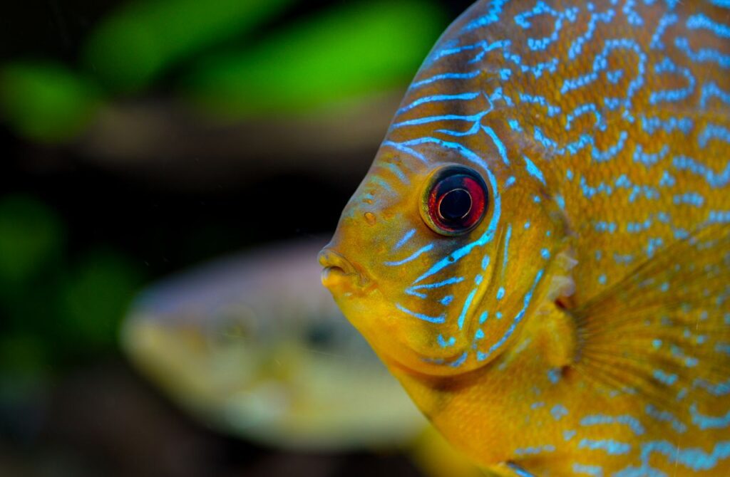 Tropical fish eye Stock Free