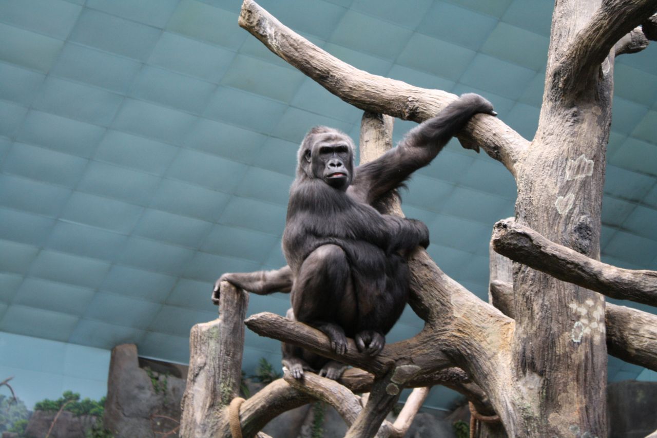 Gorilla In A Zoo Stock Free