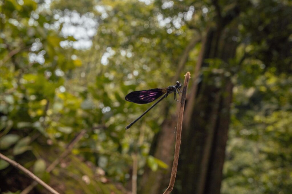 Dragon fly over the green leave on the tropical forest. The photo is suitable to use for nature poster, wild life background and animal content media. Stock Free