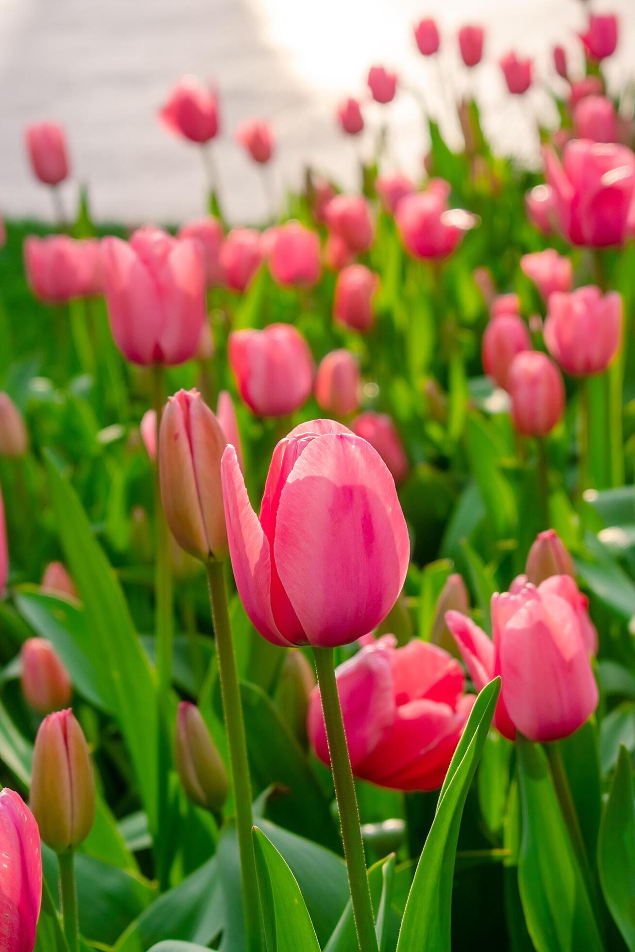 Background of many bright pink tulips. Floral background from a carpet of bright pink tulips. Stock Free