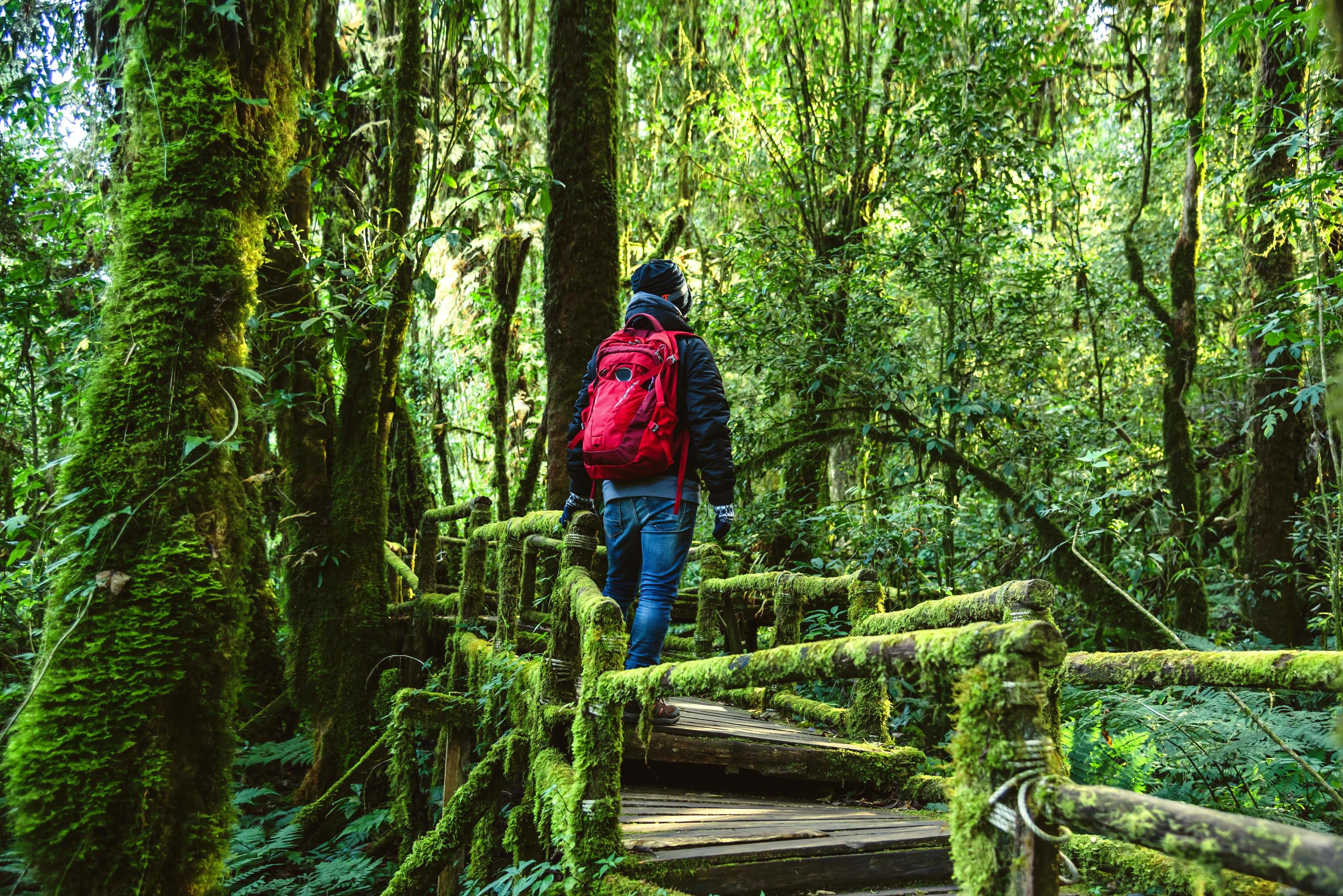 Young men travel to study nature in the rainforest. Walking on a bridge with many mosses and beautiful Stock Free