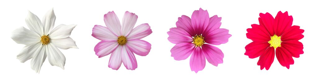 isolated pink cosmos flower and yellow sunflower with clipping paths. Stock Free