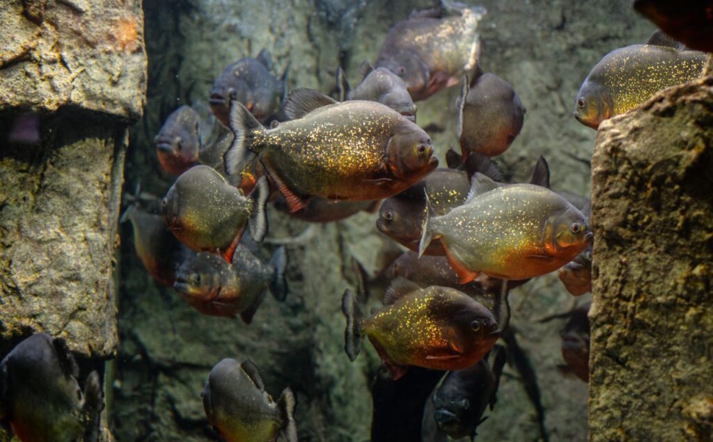 Piranhas Stock Free