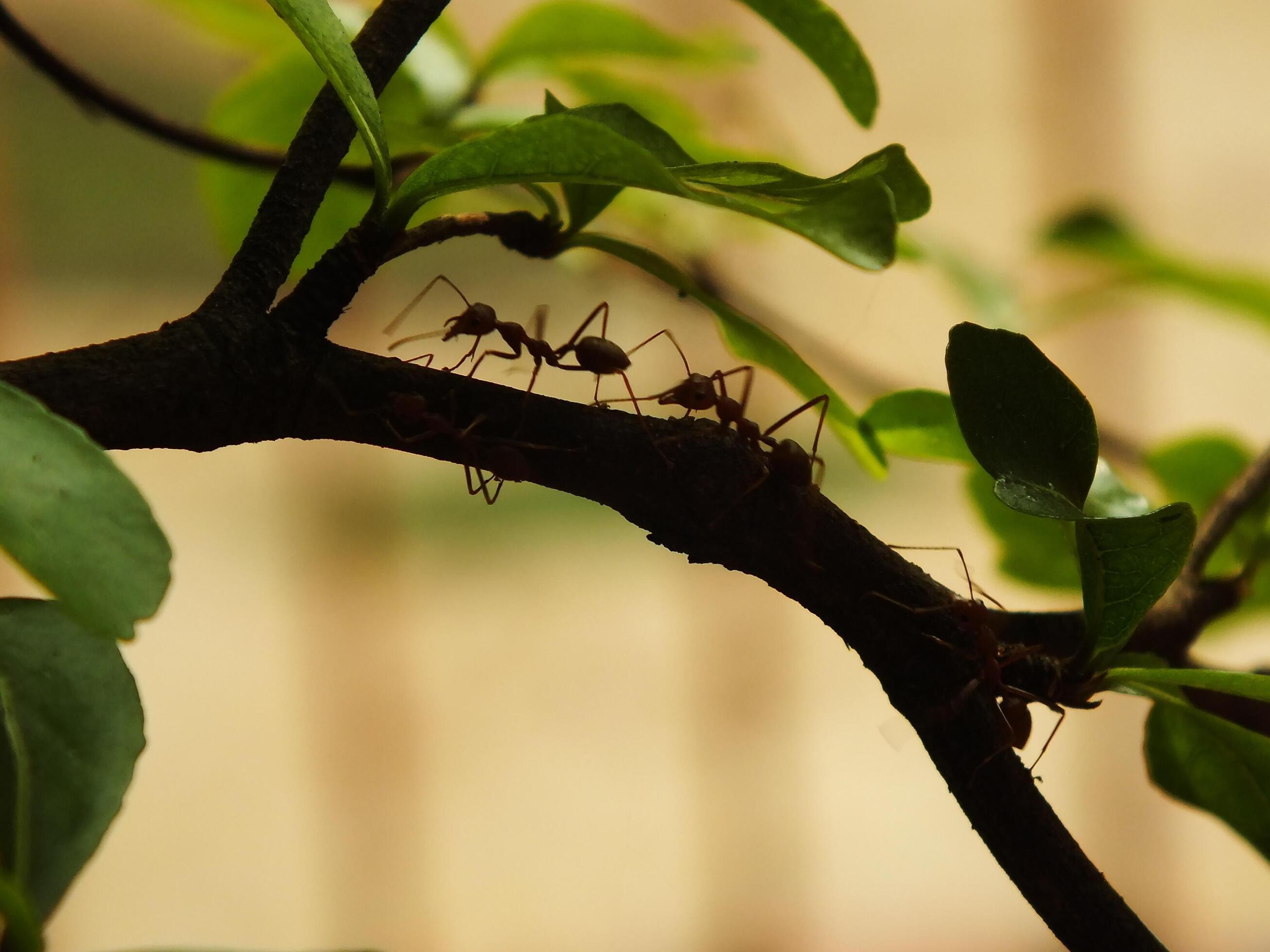 Selective focus of a red weaver ants colony walking on tree branch with nature background Stock Free