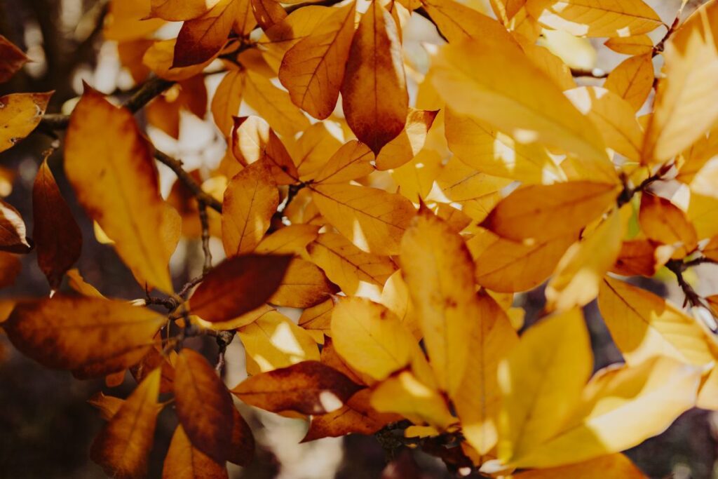 Yellow leaves of magnolia in autumn Stock Free