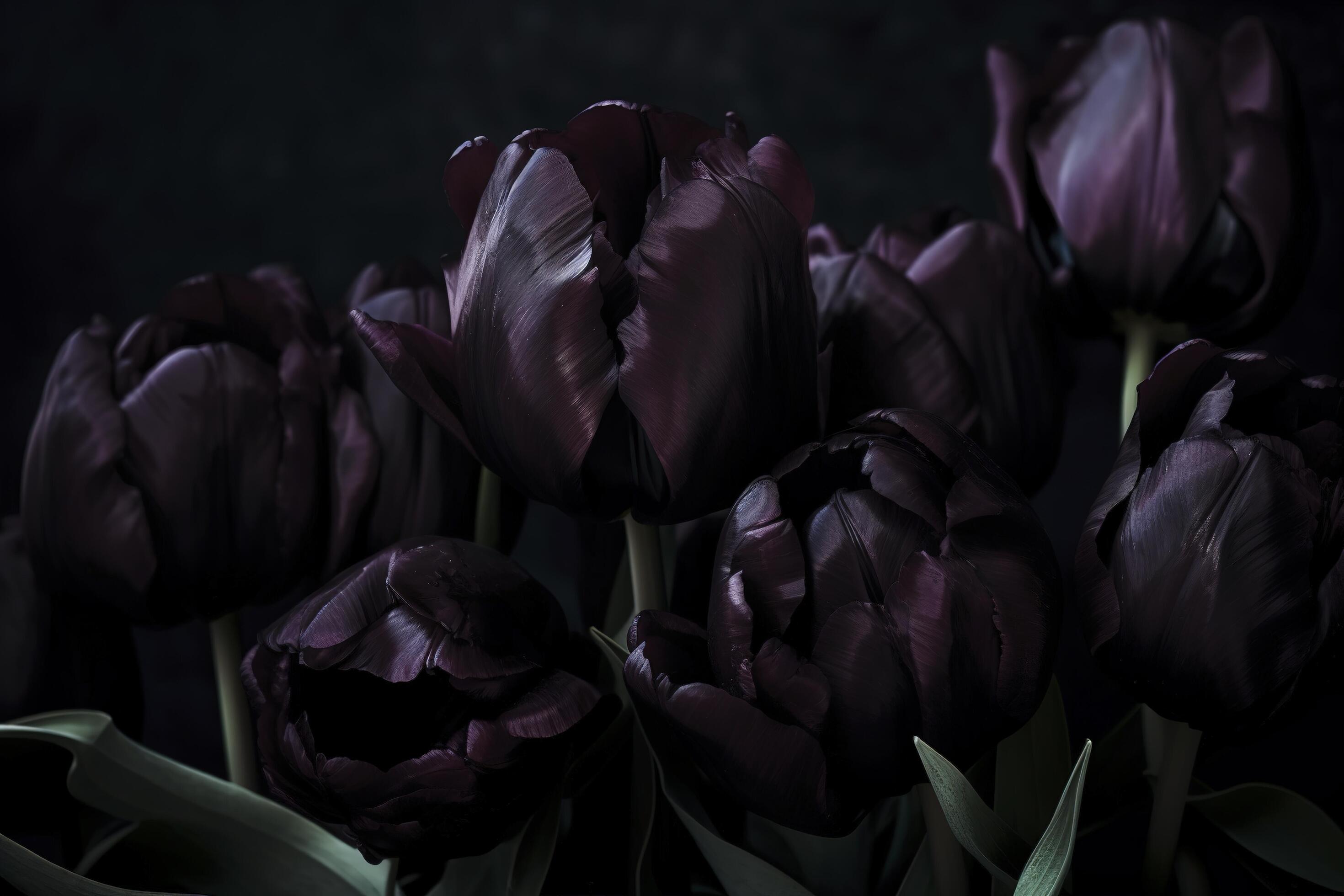 Black tulips on black background. Minimalistic contemporary bunch of elegant spring flowers. image. Stock Free