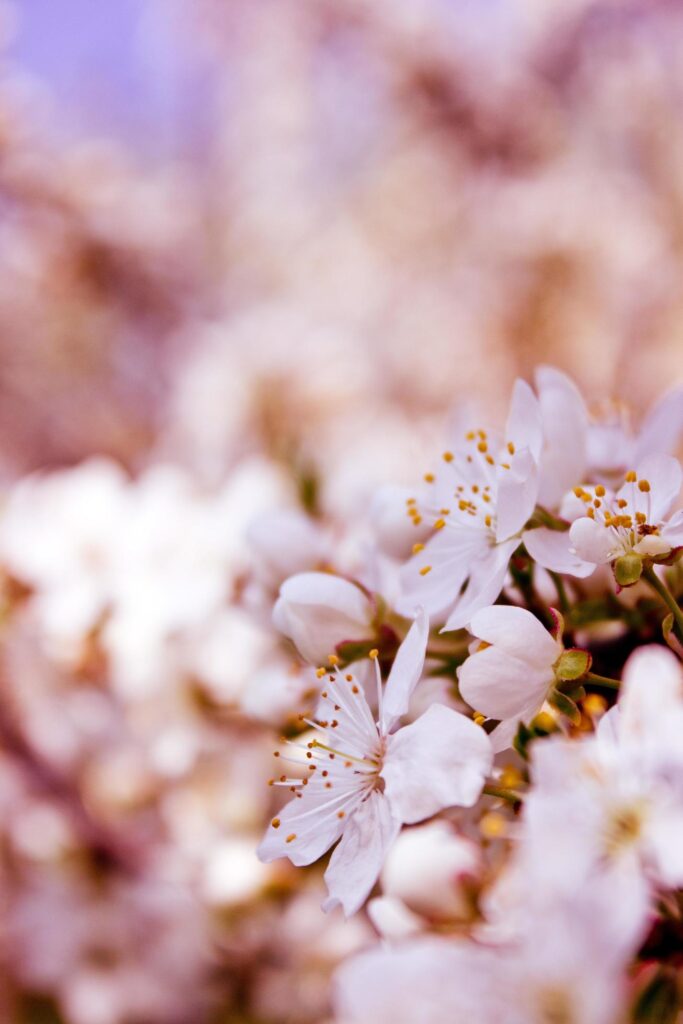 Close-up of cherry blossom flowers Stock Free