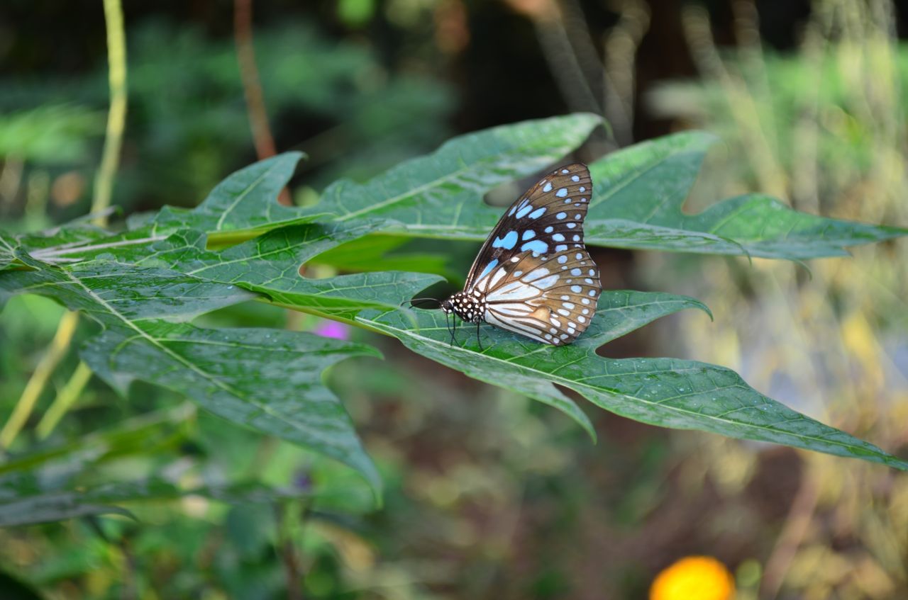 Blue Tiger Butterfly On Leaf 2 Stock Free