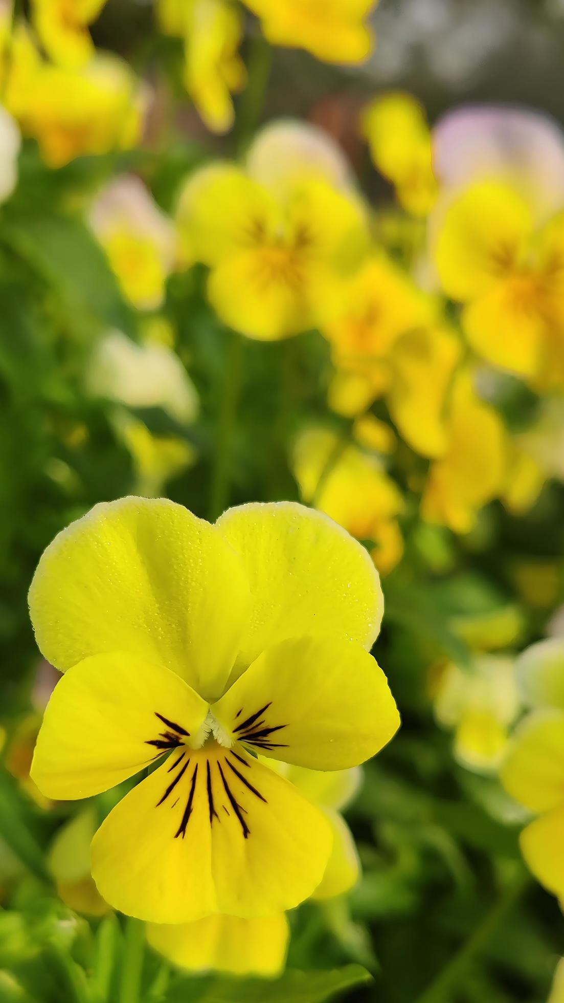 Vertical Background of a yellow pansy flower. Stock Free