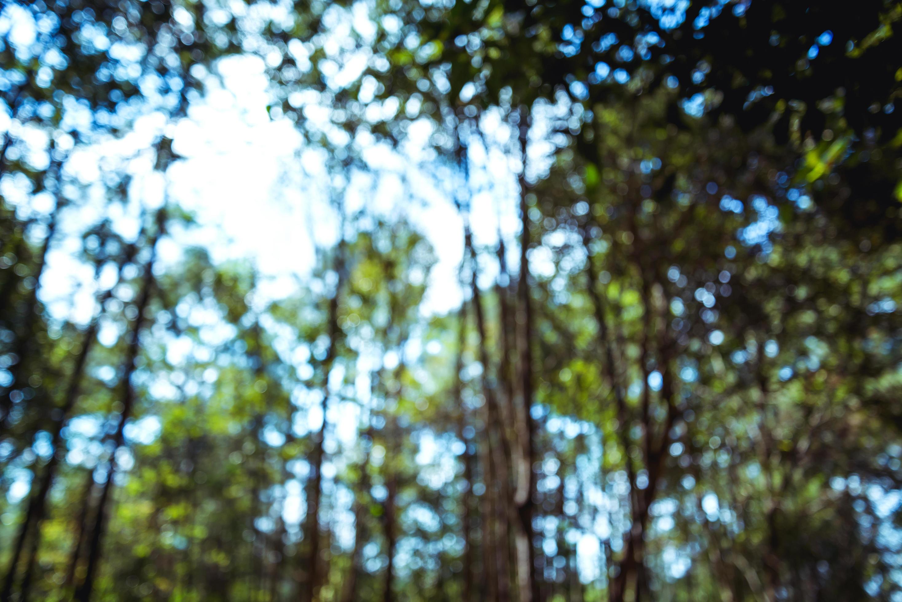 background blur natural and light background in the forest. Stock Free