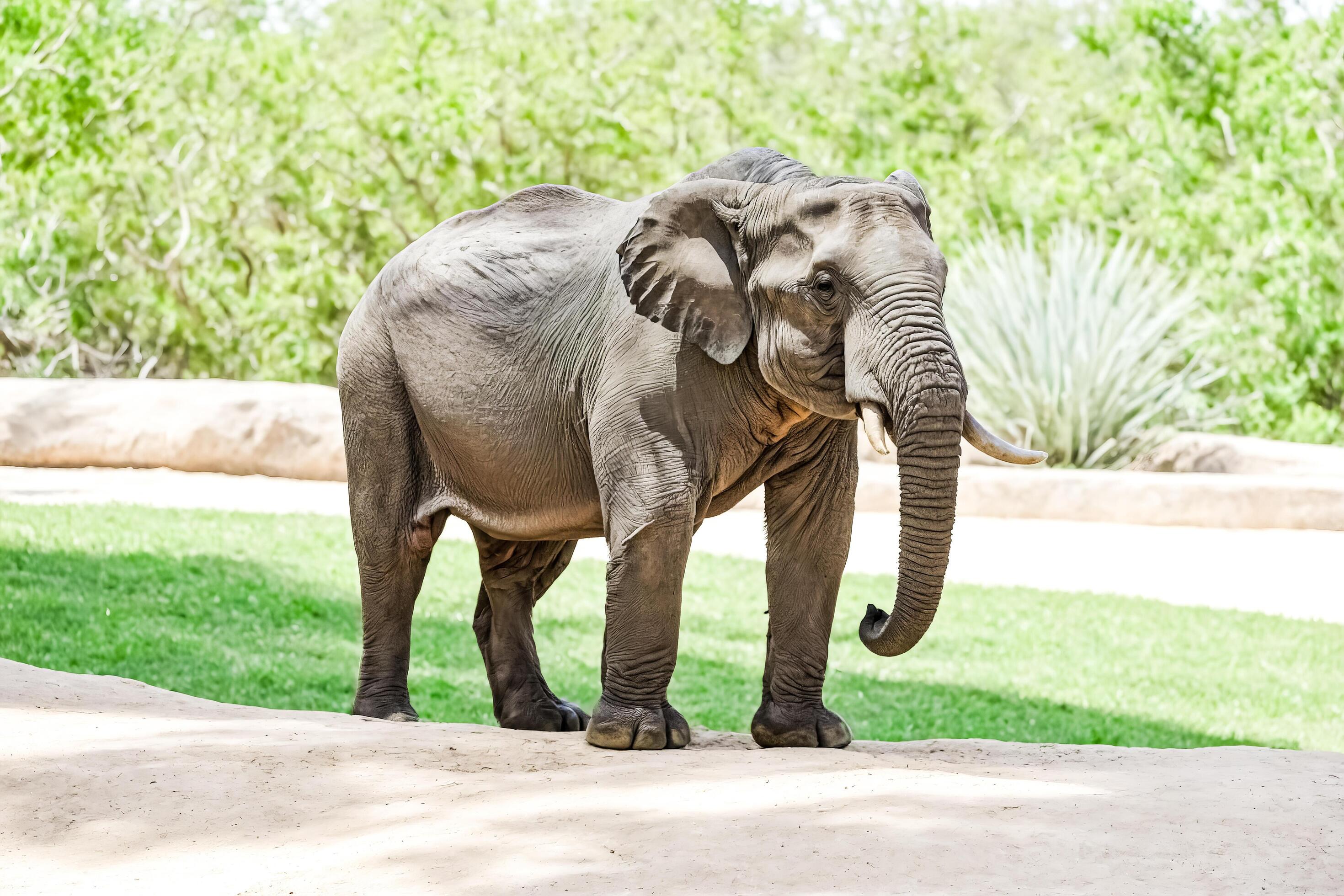 African Elephant standing on sand with a green grass background Stock Free