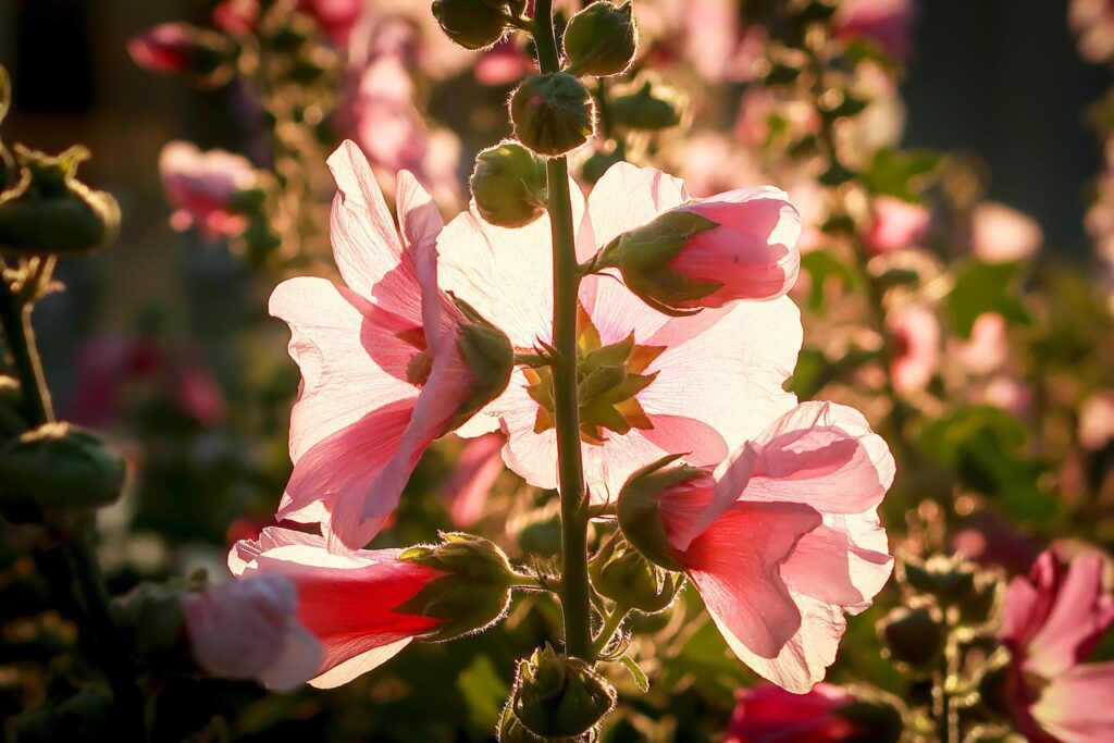 Beautiful pink hollyhock Althaea rosea flower blooming in summer garden Stock Free