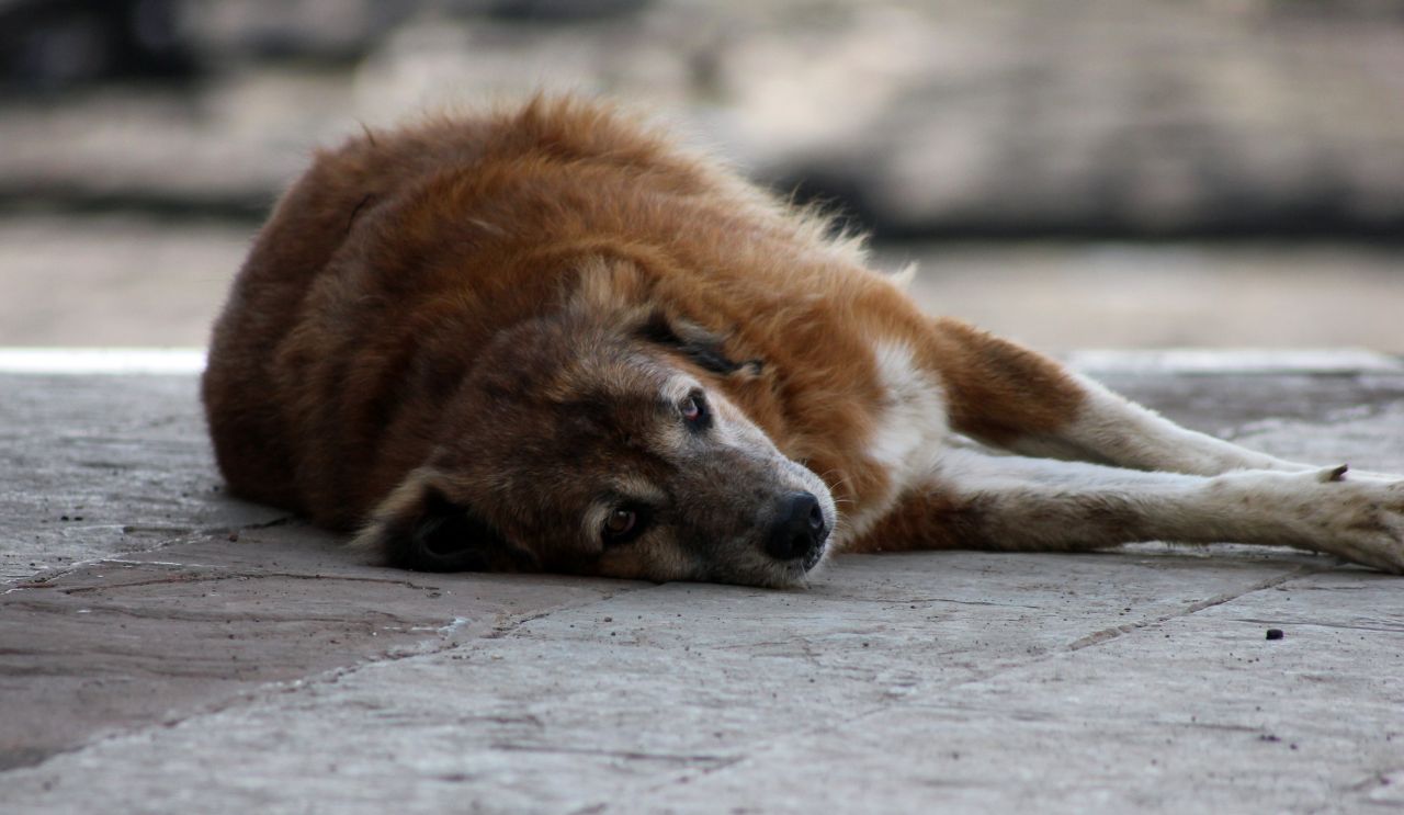 Dog Sleeping Pavement Stock Free