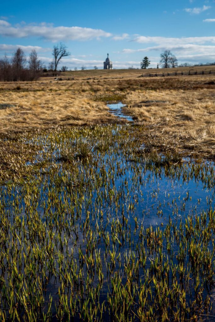 Wetlands Stock Free