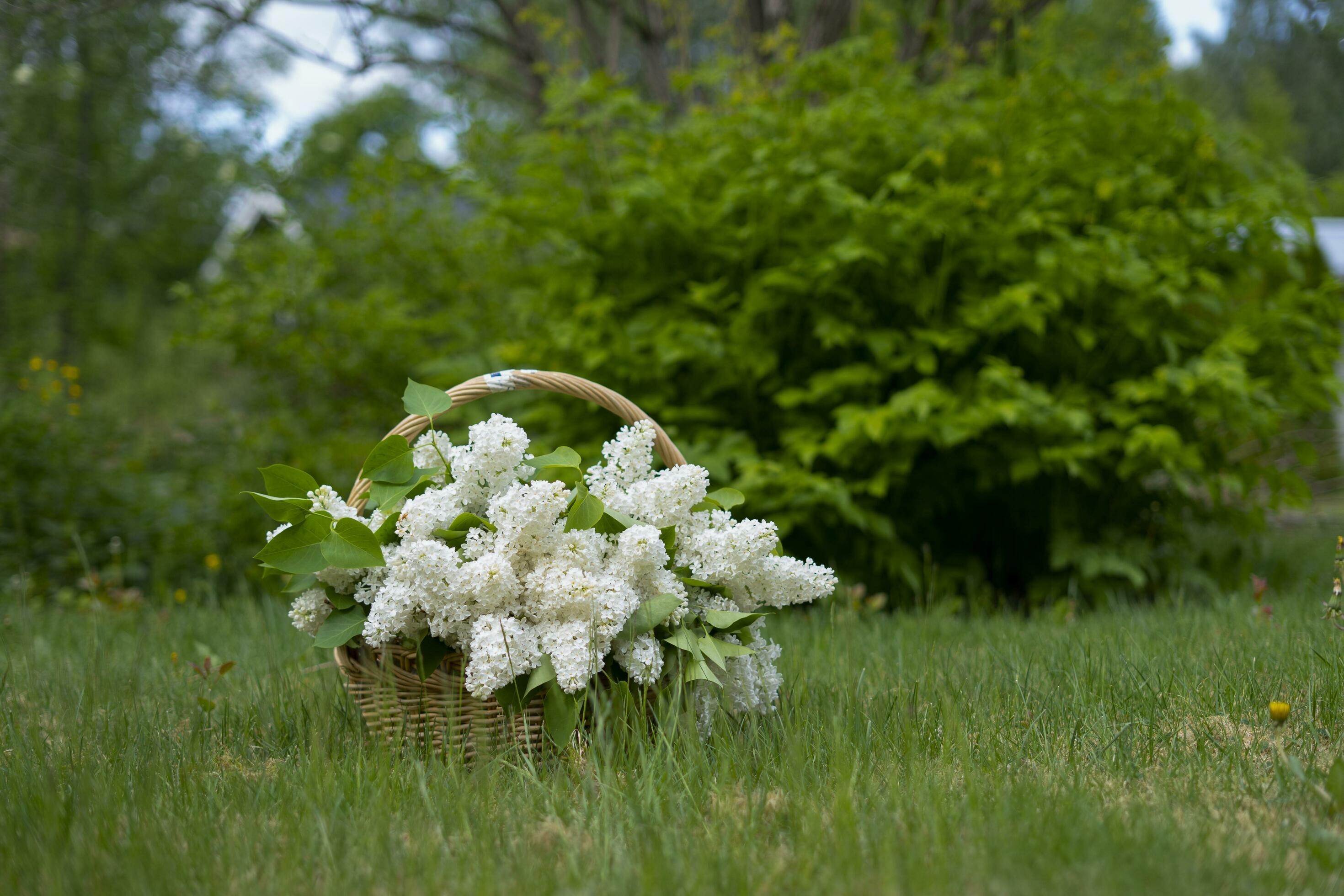 Large wicker basket with white lilac flowers. The basket stands on the grass in the green garden. Stock Free