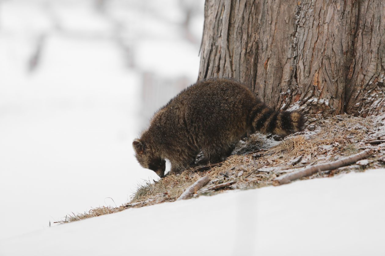 Raccoon Stock Free