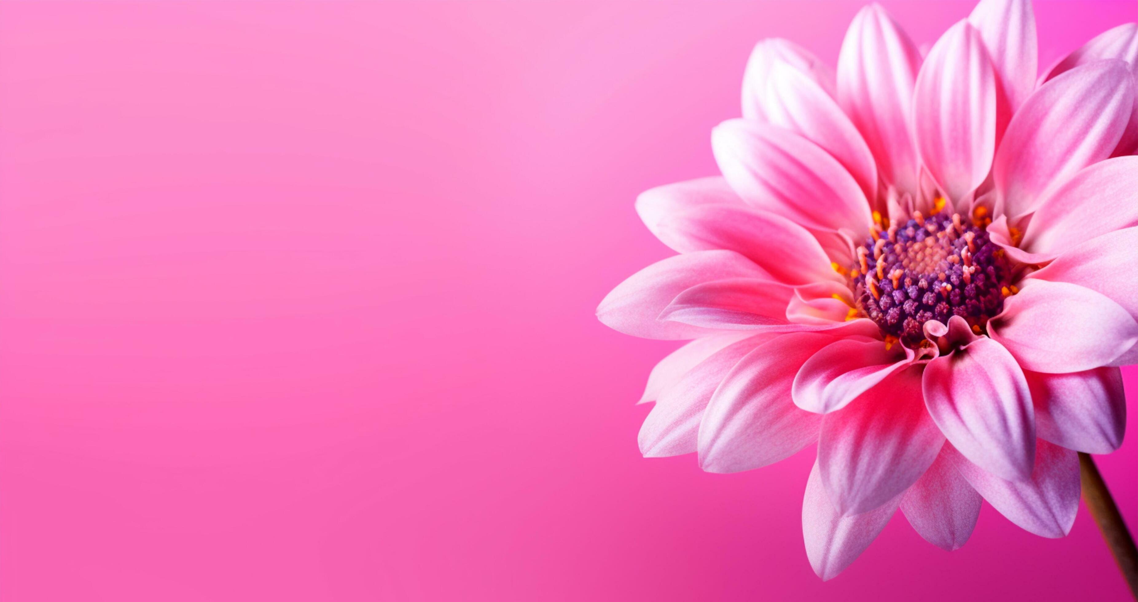 close up of beautiful flower on pink background and copy space, generative ai Stock Free