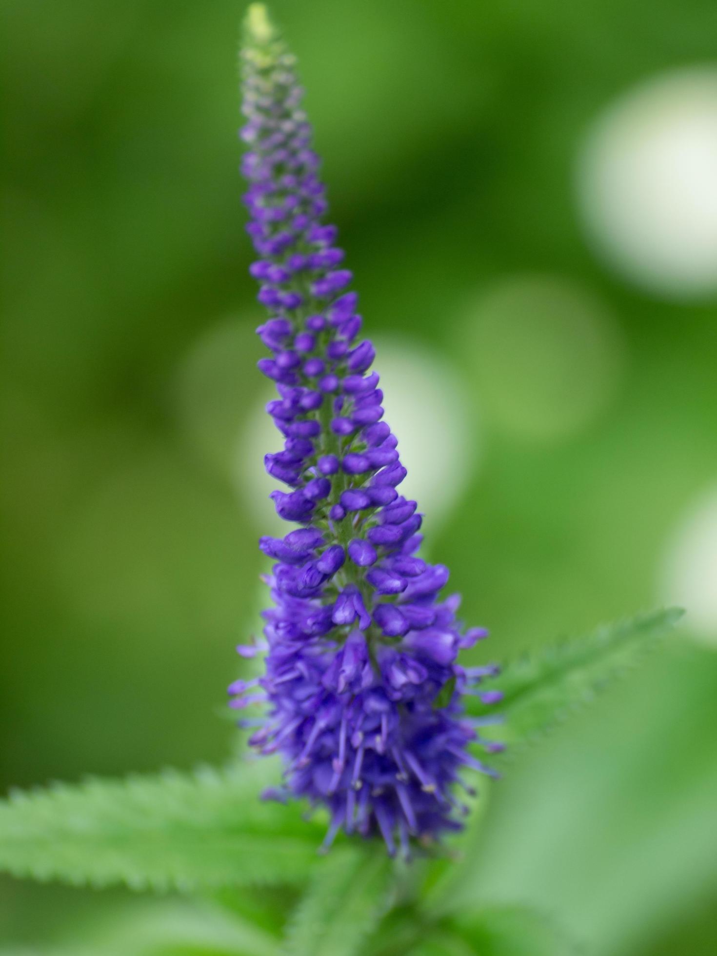 summers flowers in the garden Stock Free